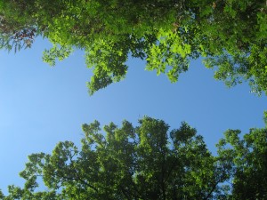 Looking up from the cottage deck